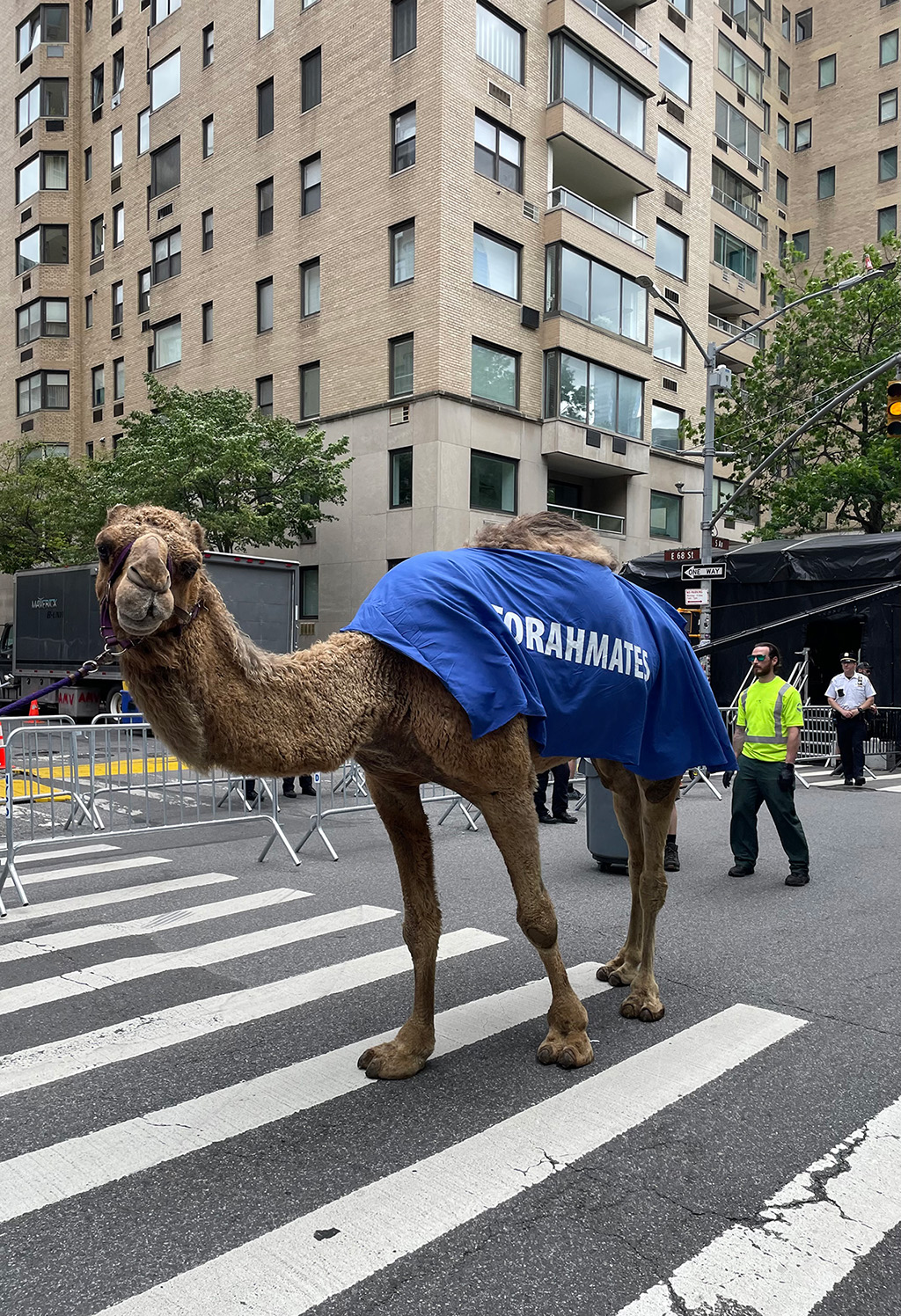 Camels on Fifth Avenue
