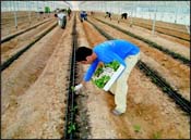 Members of one of the Arava's five 'moshavim' (farming villages) plant crops at the start of the new agricultural season.  There are more than 600 farmers in the region.